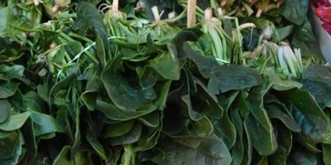 Görüntüsü ıspanağı andırsa da aldanmayın! Yiyen hastanelik oluyor: Uzmanlardan ‘zehir’ uyarısı geldi 3